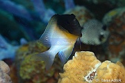Stegastes partitus demoiselle bicolore-Bonaire Coco Beach-31m-20180217-Denis-ADER-DSC_6306_tn